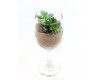 Wine Glass Succulent Garden